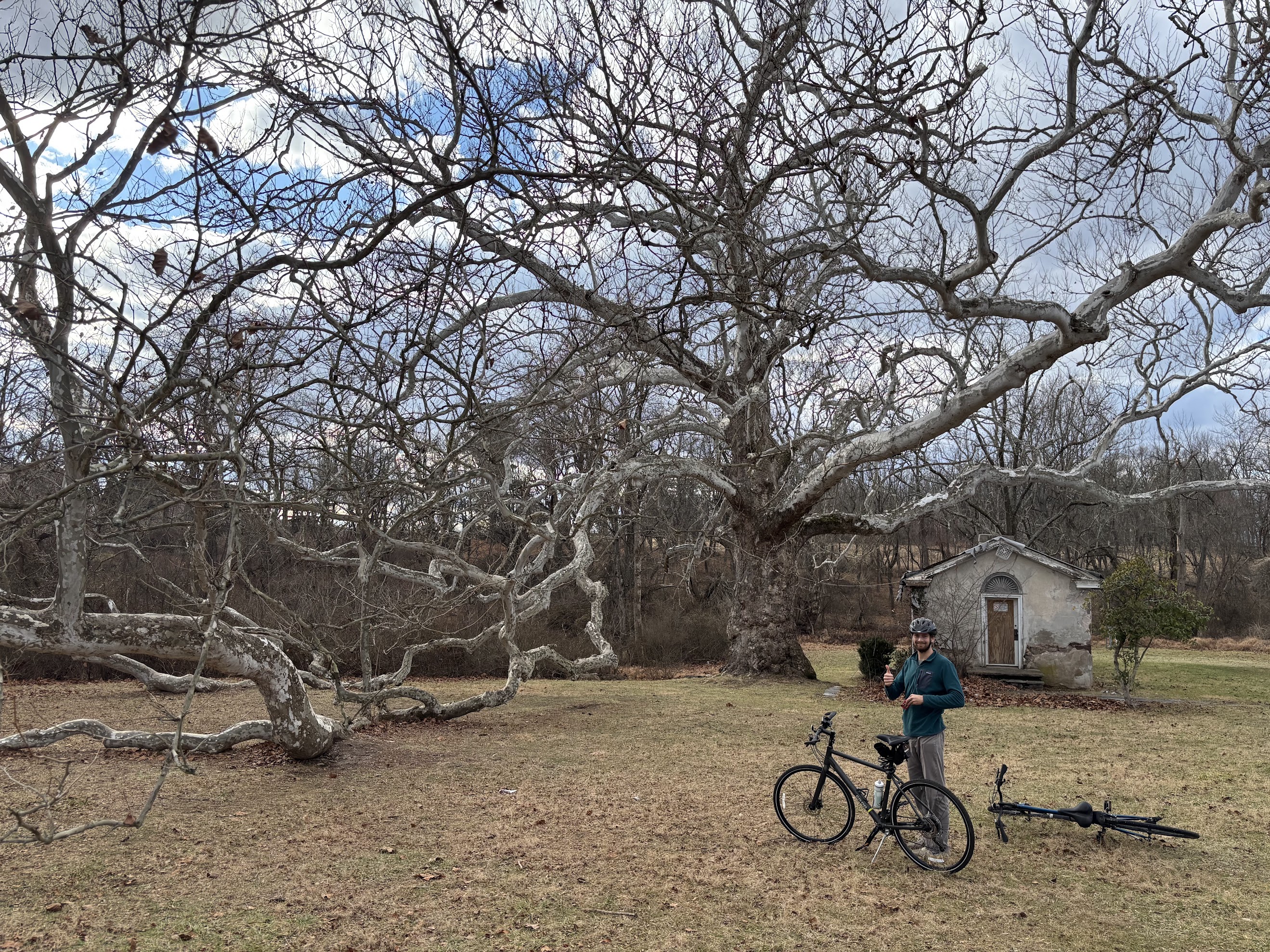 Tree with bike