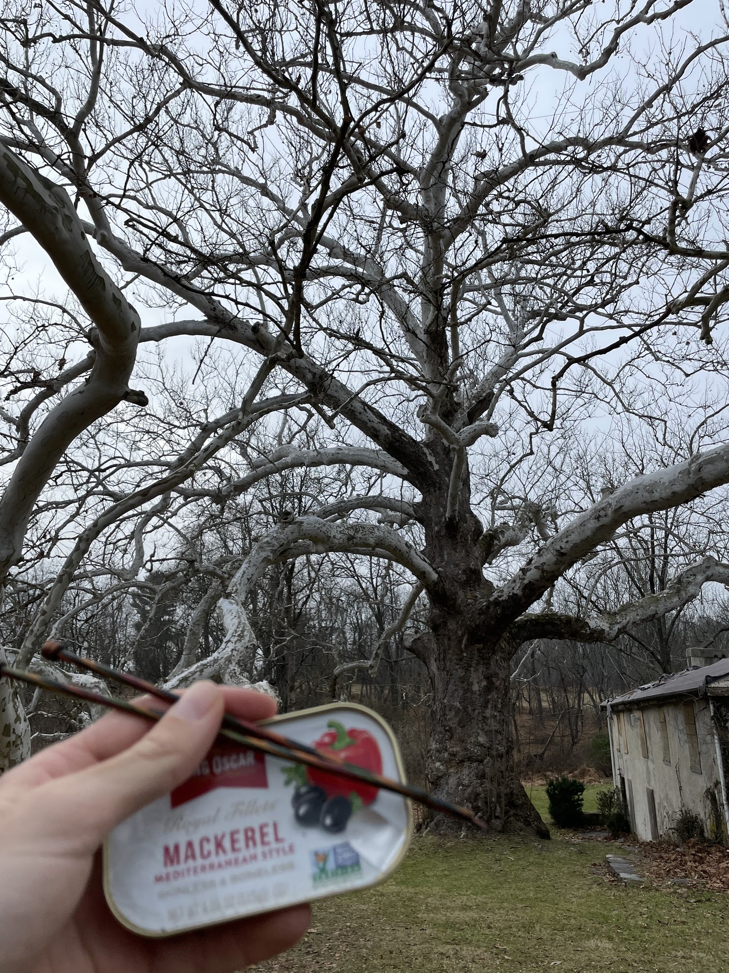 Tree with fish decoration
